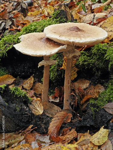 macrolepiota procera, parasol mushroom photo