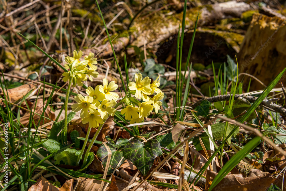 Hiking in spring through a forest in Upper Swabia Hiking in spring through a forest in Upper Swabia
