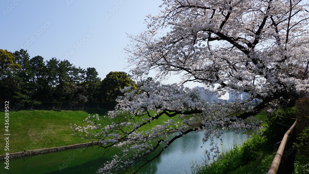 Sakura trees in Japan