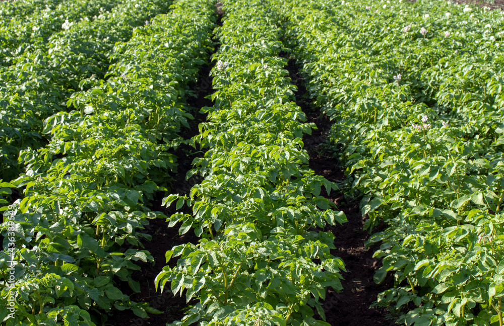  Potato plantation in the field. green rows of potatoes. Agriculture. Landscape with agricultural land. crops