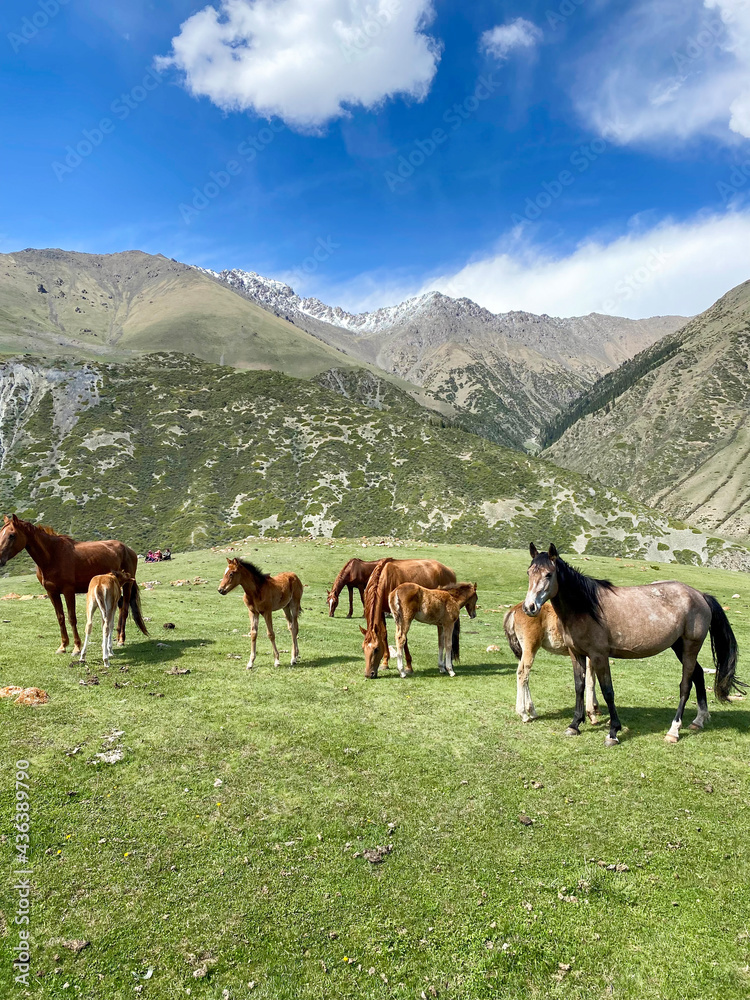 A herd of horses graze in a meadow high in the mountains