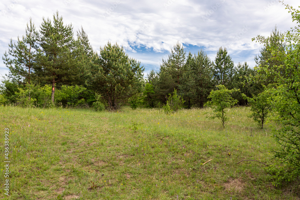 Forest and trees landscape with beautiful blue cloudy sky Forest and trees landscape with beautiful blue cloudy sky