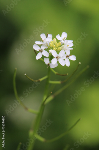 Closeup shot of a white Thale cress on a blurred background photo