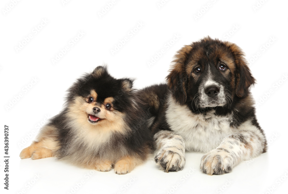 Pomeranian Spitz and Central Asian Shepherd dog on white background