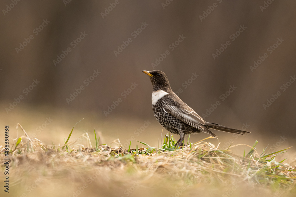 Ring Ouzel /Turdus torquatus/ Bieszczady, Carpathians, Poland. Ring Ouzel /Turdus torquatus/ Bieszczady, Carpathians, Poland.
