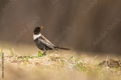 Fototapeta Naklejka Na Ścianę i Meble -  Ring Ouzel /Turdus torquatus/ Bieszczady, Carpathians, Poland.