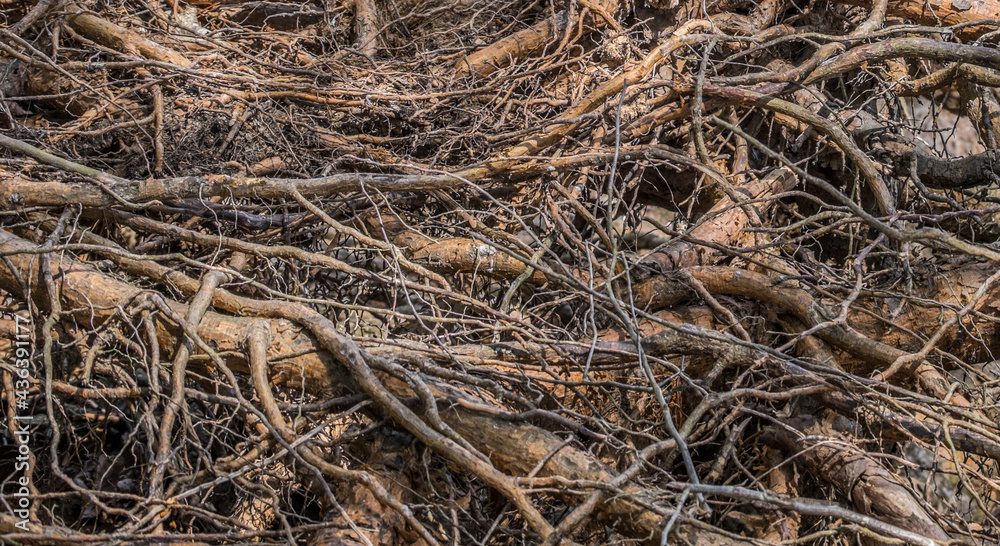 Tree roots exposed closeup Tree roots exposed closeup