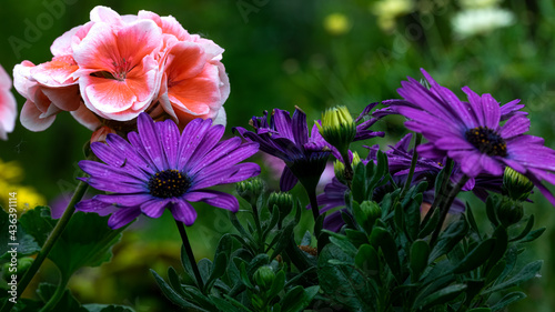 blume, pink, natur, blume, garden, pflanze, green, lila, sommer, flora, schönheit, photo