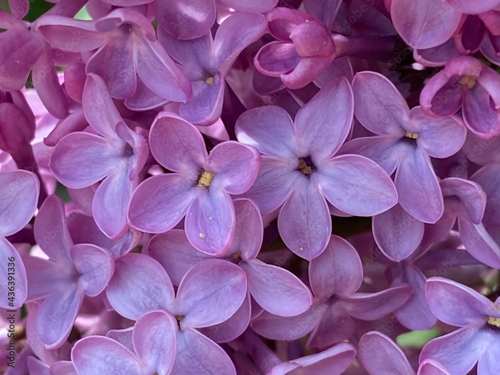 Five-pointed lilac pink flowers. Macro Five-pointed lilac pink flowers. Macro