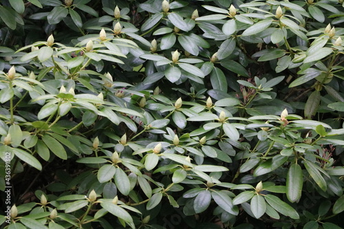 Buds of Rhododendron augustinii in Sweden photo