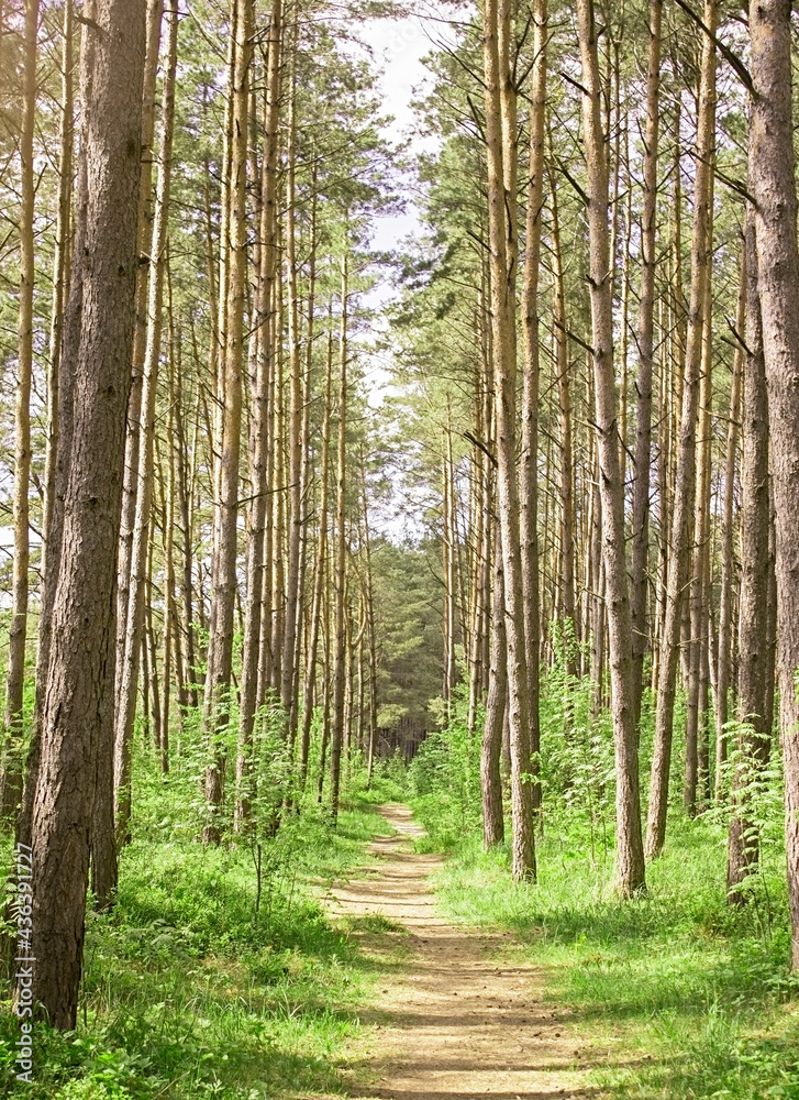 Fototapeta premium Trail in the forest on a summer day