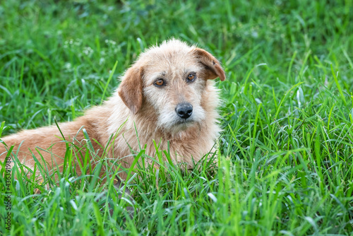 Terrier dog with bright eyes lying in the grass.