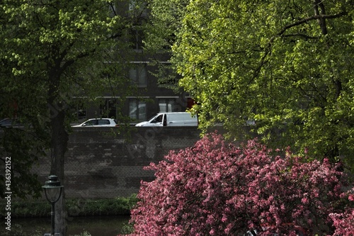 Flower trees and cars