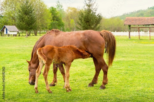 horse and foal