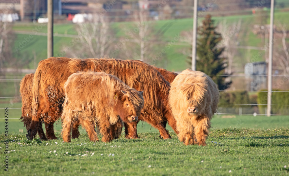 Fototapeta premium Scottish highland cattle bread