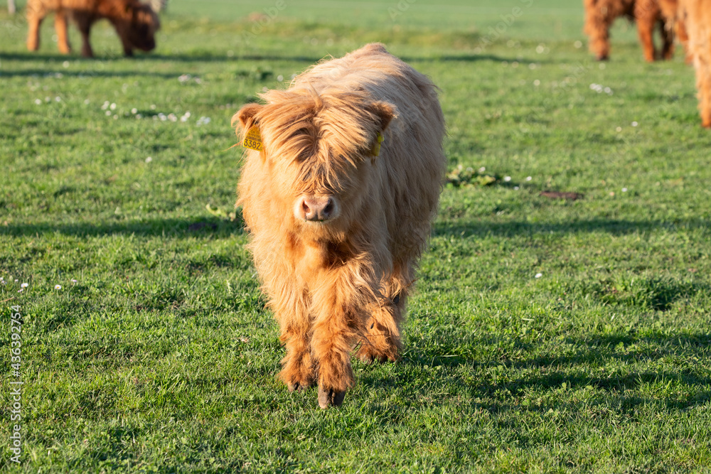 Fototapeta premium Scottish highland cattle bread