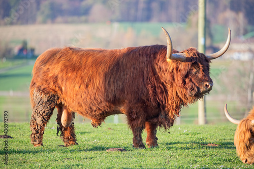 Scottish highland cattle bread