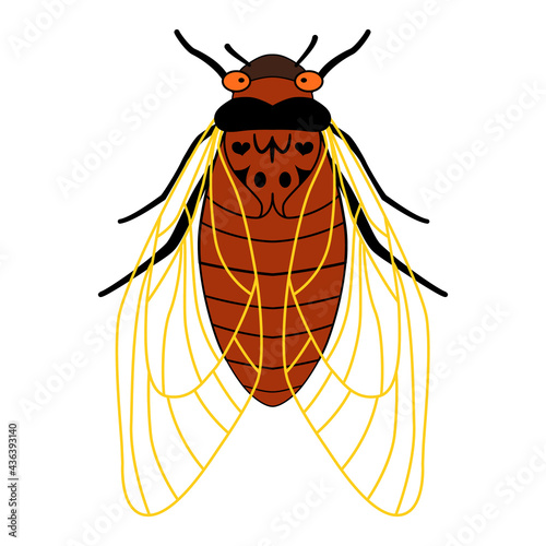 Periodical cicadas of Brood X. Cartoon illustration of an insect with wings and tentacles. Cicada - flat illustration, top view, isolated on white background. 17 year old cicadas. Red-eyed insect