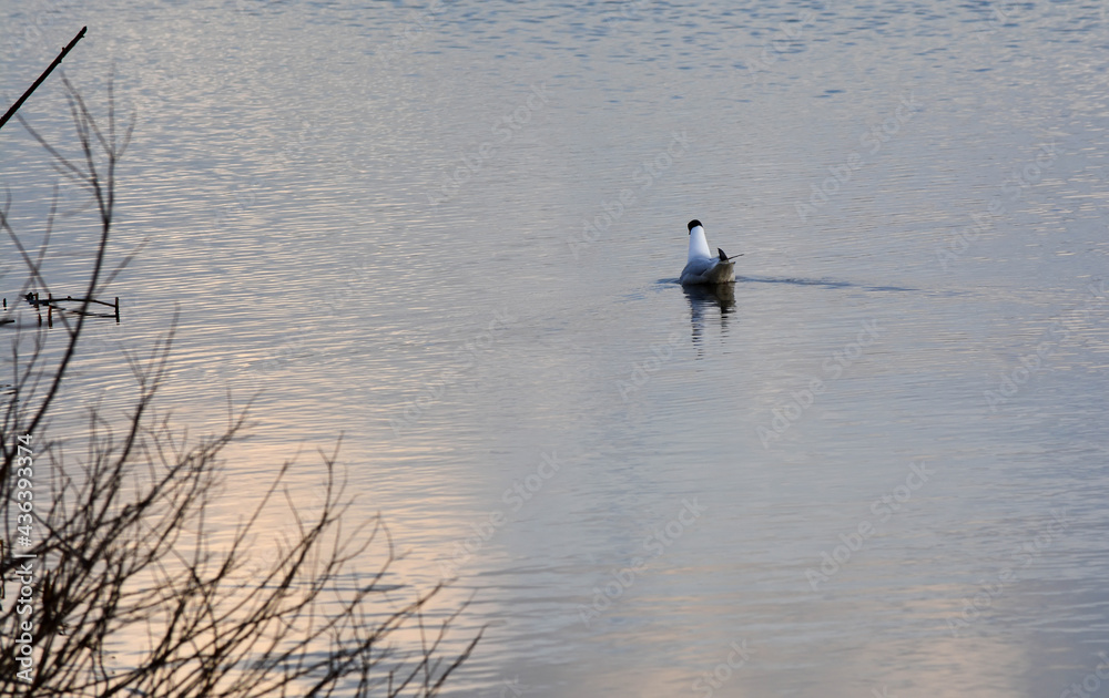 Black headed gull sits on the water Black headed gull sits on the water