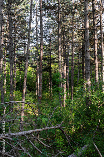 Fototapeta Naklejka Na Ścianę i Meble -  Forest and tall trees landscape in nature reserve