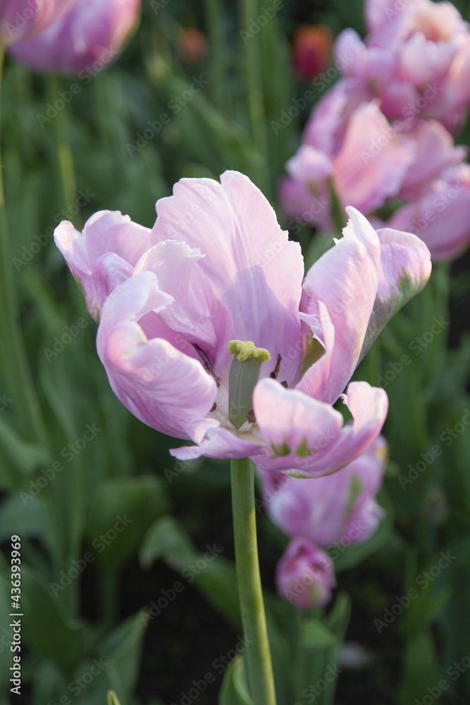 Fototapeta premium Fresh blooming gentle pink tulip with large beautiful bud and straight slim green stem on the background of a flowerbed in a spring city park. Soft sunny light and air shadow, closeup, vertical