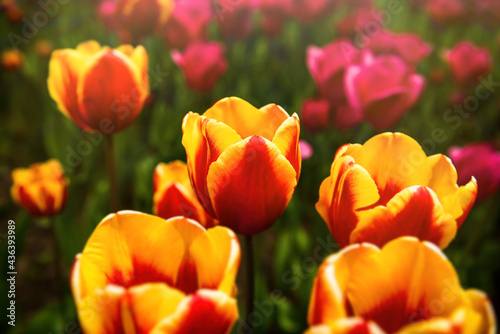 Flowers. Tulips. Tulips on a sunny summer day in the park. Blooming park. Flowering