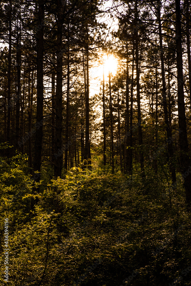 Fototapeta premium Sunset in the woods. Sunbeams passing through trees