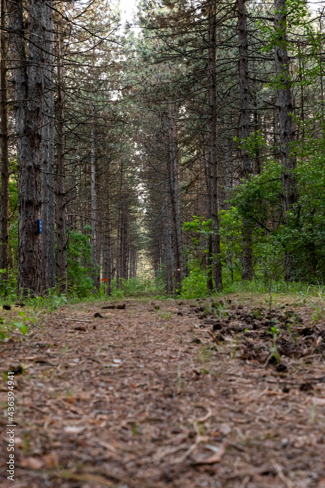 Hiking trail and trees in the forest Hiking trail and trees in the forest