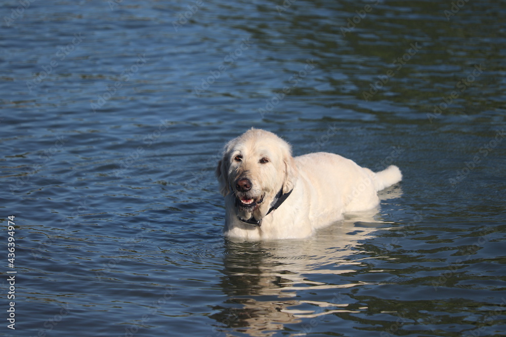 white labrador retriever swimming in water