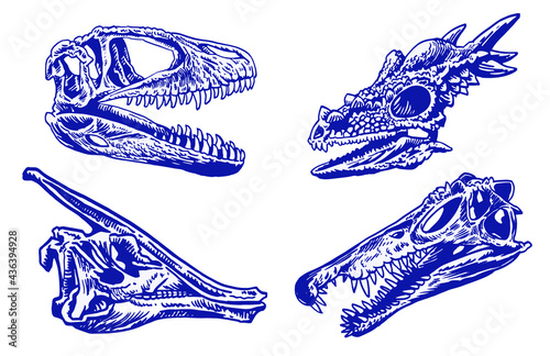 Color set of dinosaur skulls,vector illustration for design and printing,paleontology