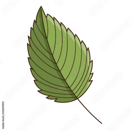 Green birch leaf. Botanical  plant design element with outline. Time of summer  autumn. Doodle  hand-drawn. Flat design. Color vector illustration. Isolated on a white background.