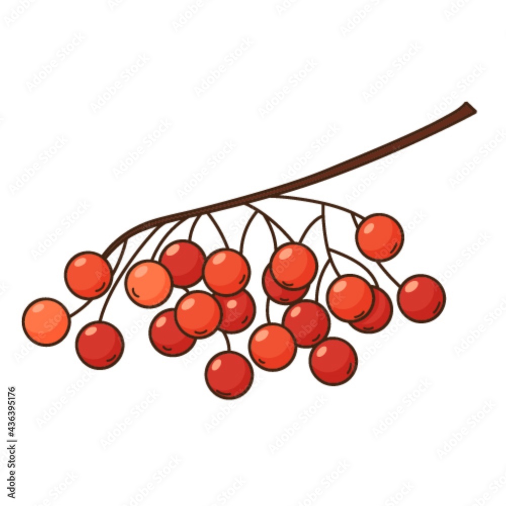 A bunch of rowan berries. Autumn harvest. Botanical, plant design element with outline. Doodle, hand-drawn. Flat design. Color vector illustration. Isolated on a white background. A bunch of rowan berries. Autumn harvest. Botanical, plant design element with outline. Doodle, hand-drawn. Flat design. Color vector illustration. Isolated on a white background.