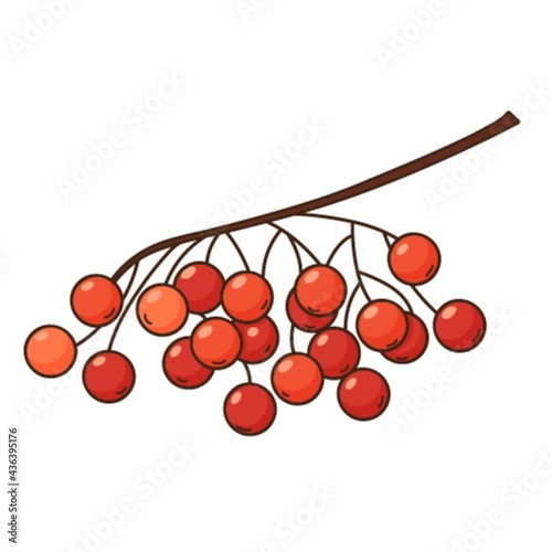 A bunch of rowan berries. Autumn harvest. Botanical, plant design element with outline. Doodle, hand-drawn. Flat design. Color vector illustration. Isolated on a white background.
