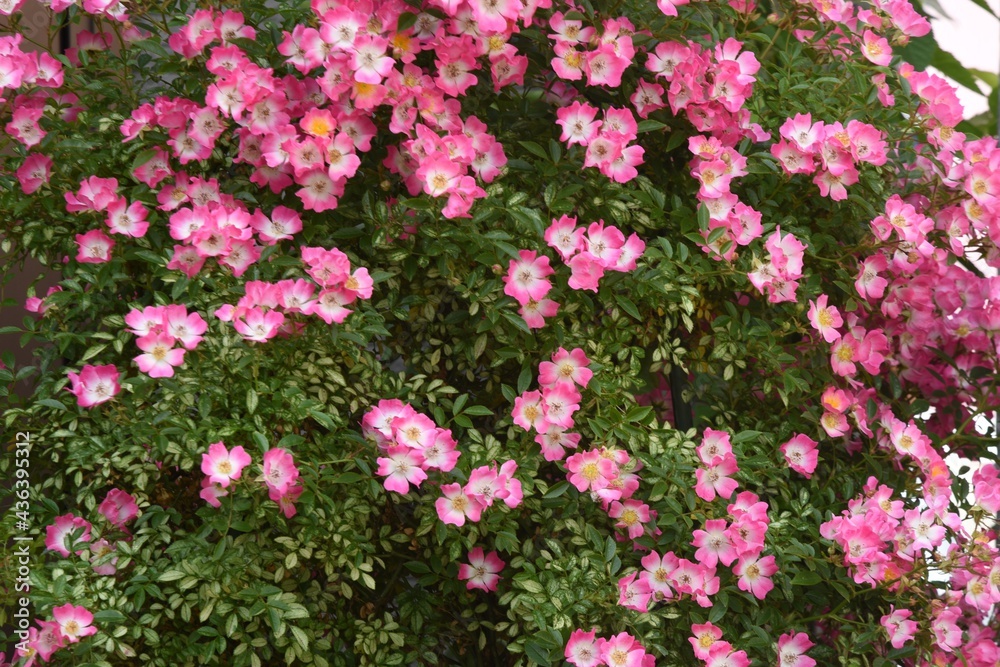 Vine rose flowers in full bloom in early summer.