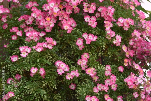 Fototapeta Naklejka Na Ścianę i Meble -  Vine rose flowers in full bloom in early summer.