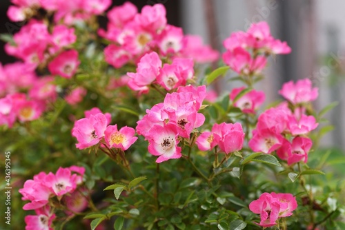Vine rose flowers in full bloom in early summer.