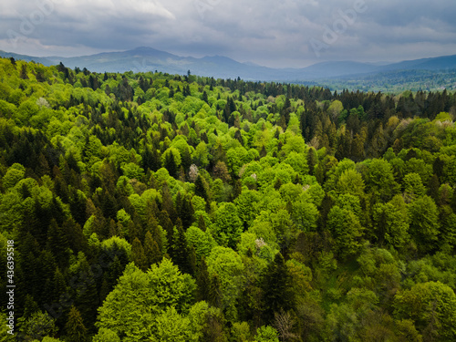 Bieszczady Mountains in Poland at Spring. Green Spruce Trees on Hills. Drone View.