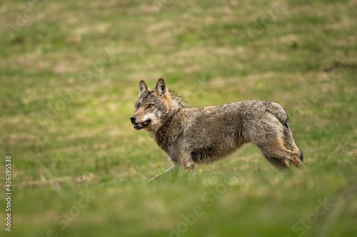 Grey Wolf (Canis lupus). The Bieszczady Mts., Carpathians, Poland.