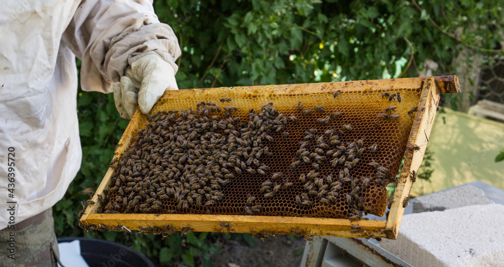 Beekeeper holding a honeycomb full of bees. The bee is examining the honeycomb frame. beekeeping concept Beekeeper holding a honeycomb full of bees. The bee is examining the honeycomb frame. beekeeping concept