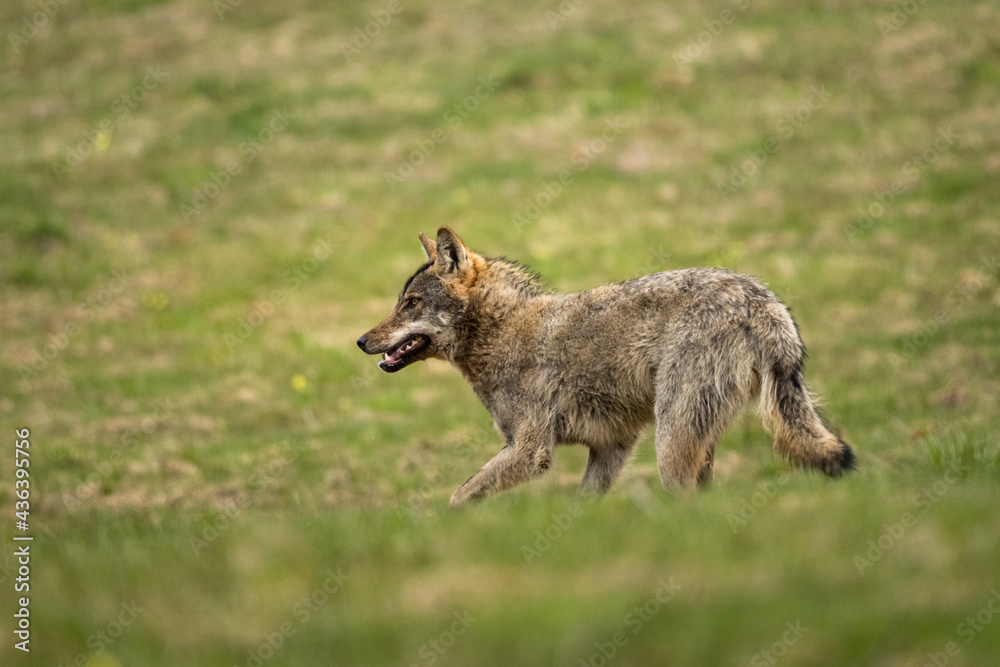 Fototapeta premium Grey Wolf (Canis lupus). The Bieszczady Mts., Carpathians, Poland.