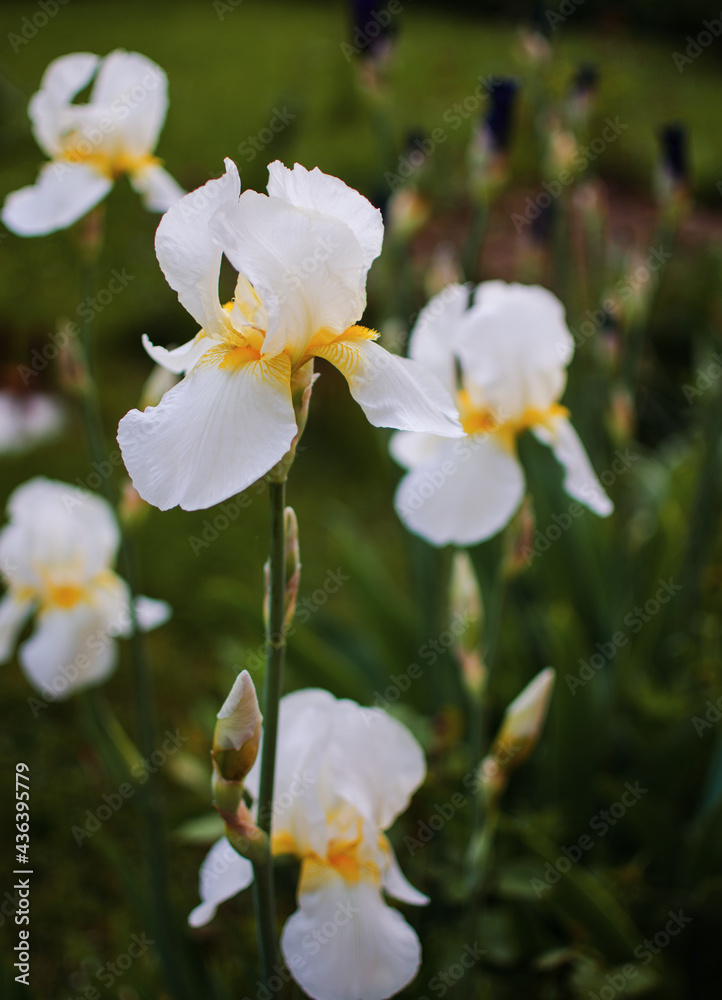 Irises are wonderful flowers to decorate the yard near the gazebo or in the garden Irises are wonderful flowers to decorate the yard near the gazebo or in the garden