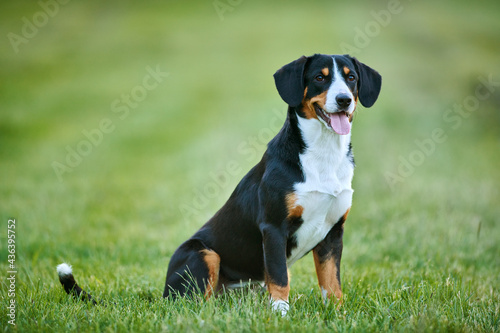 Entlebucher sennenhund outdoors on grass. Loyal pet friend