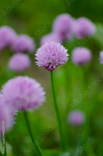 Onions are for flavor and taste for many dishes