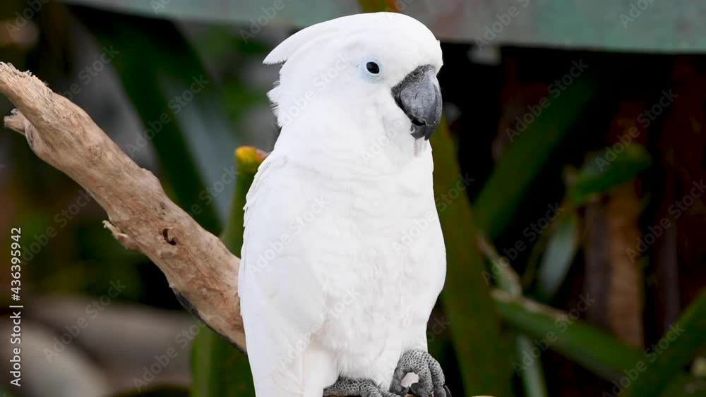A white or umbrella cockatoo (Cacatua alba) from Australia eating on a branch in the forest. A white or umbrella cockatoo (Cacatua alba) from Australia eating on a branch in the forest.