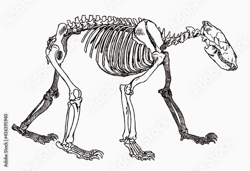 Bear skeleton in profile view  after antique engraving from the 19th century