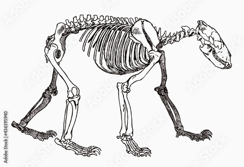 Bear skeleton in profile view, after antique engraving from the 19th century