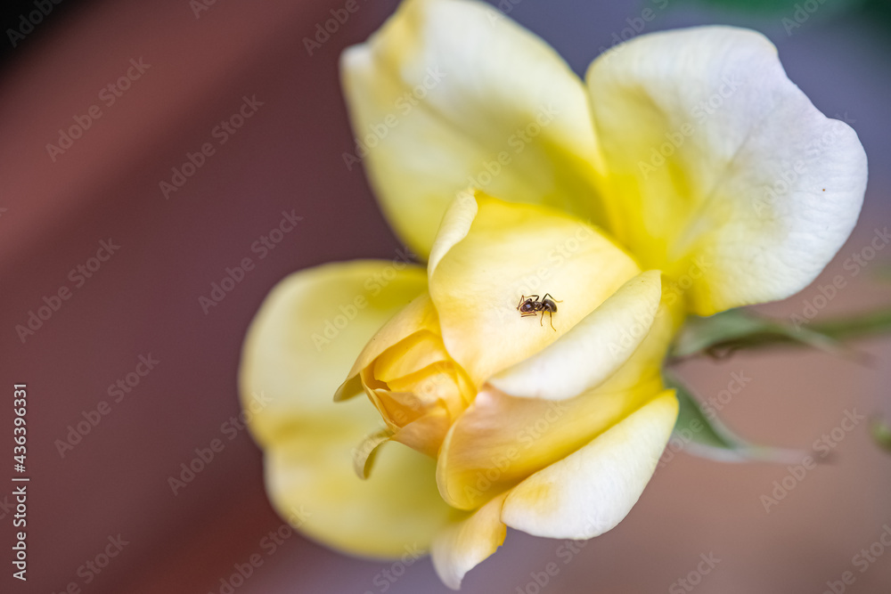 Ant walking on the yellow petals of a rose in spring
Ant walking on the yellow petals of a rose in spring