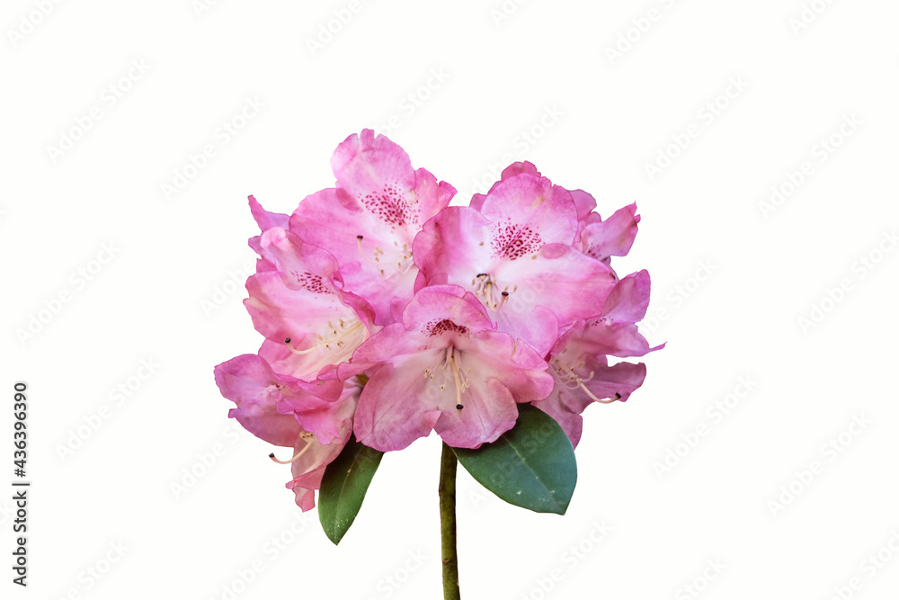 Pink rhododendron or azalea flower isolated on a white background Pink rhododendron or azalea flower isolated on a white background