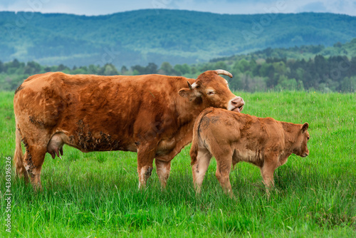 Cow and Calfon Graze Meadow in Mountains at Spring Season © marcin jucha