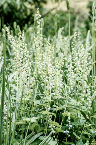 close up of grass